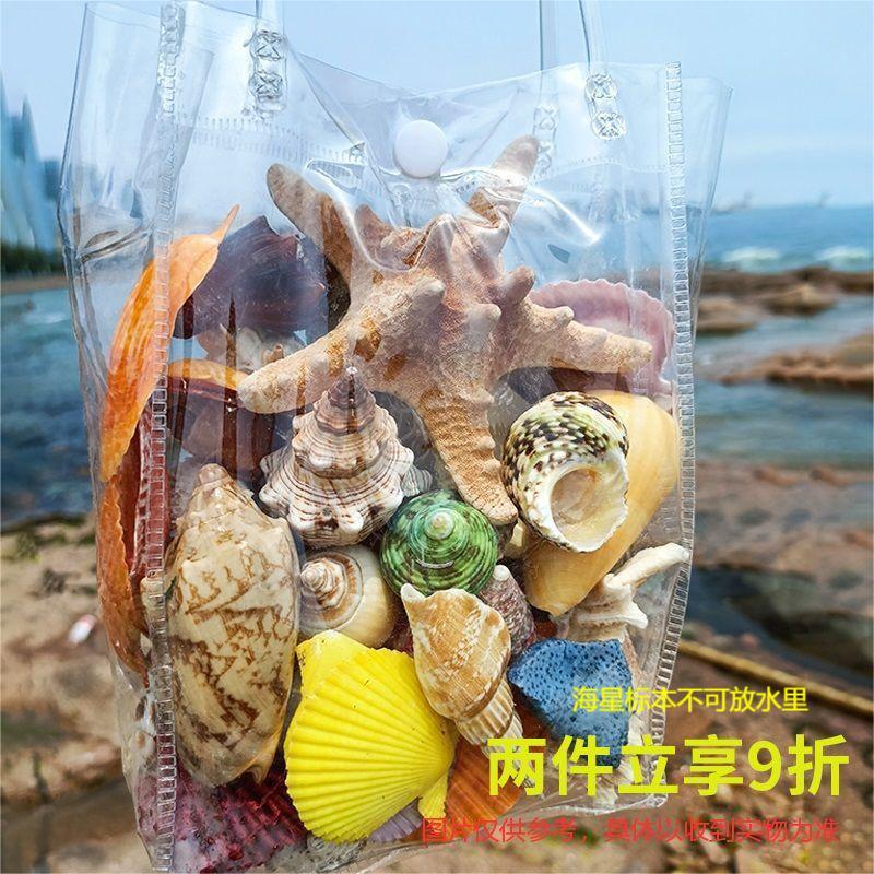 natural big starfish conch shell suit mediterranean style ornament decoration fish tank aquarium landscape shooting props