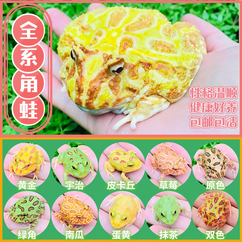 angle frog living thing golden angle frog green angle frog climbing pet crawler strawberry yuzhi clown frog watching frog pet