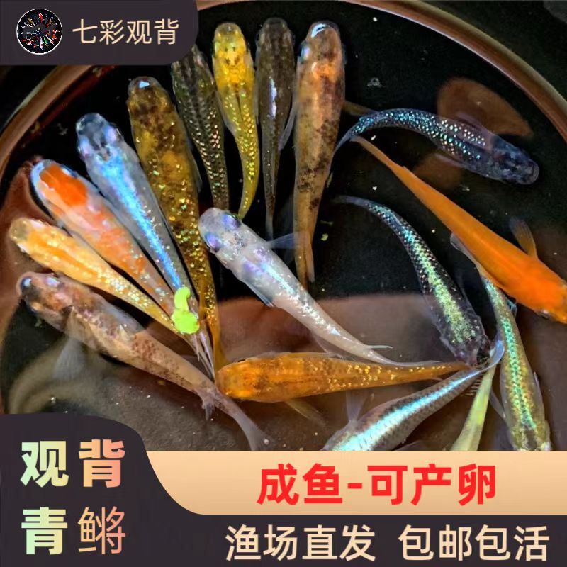 watch back medaka adult fish spawning star long fin random mixed small ornamental fish peacock zebrafish ancient style