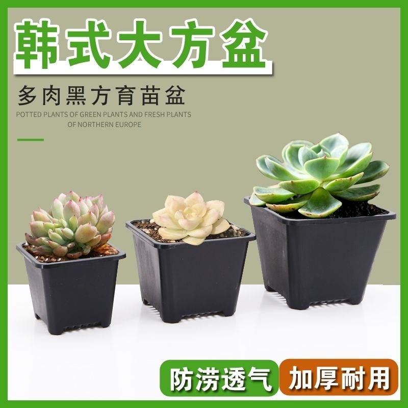 black succulent flower pot jingtian small square pot single head old pile jingtian pot succulent small square pot plastic small black square thickened