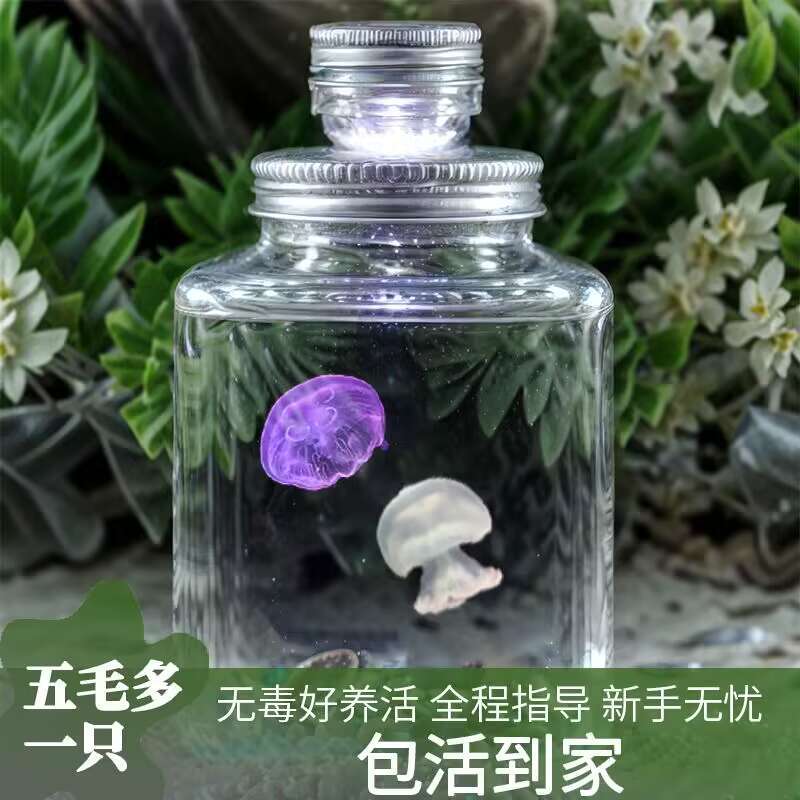 jellyfish living pet mixed non-toxic desktop dedicated jar red moon sea moon inverted babya domestic children student