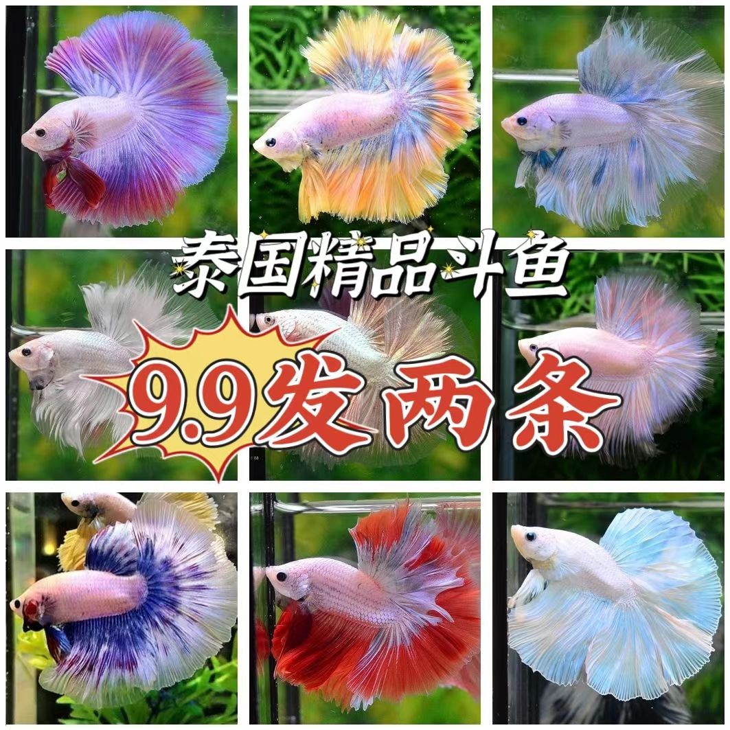 internet celebrity thai douyu lion half-month ponytail pond smelt female fish