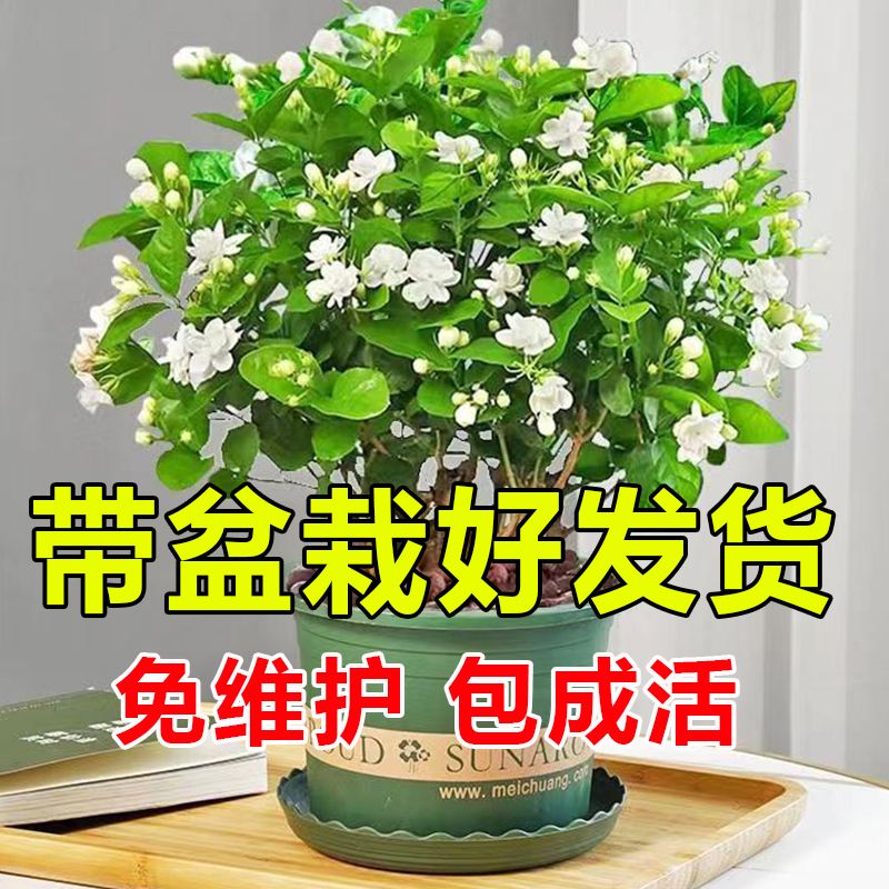 [original basin soil] double-petal jasmine flower with bud potted seedlings four seasons fragrant indoor easy to keep green plants and flowers