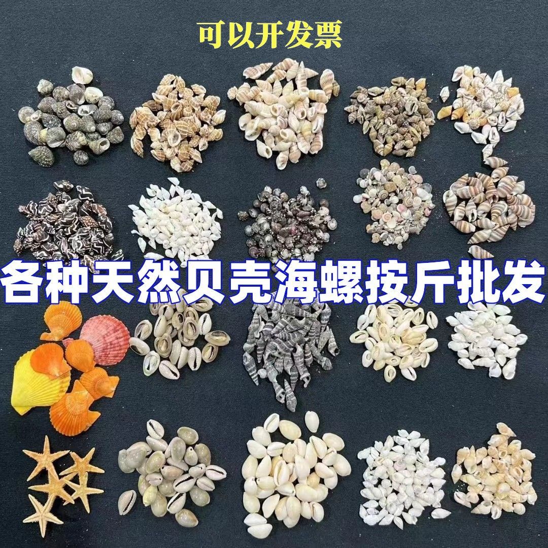 natural shell conch fish tank landscaping handmade material micro landscape decoration natural small conch non-dyed