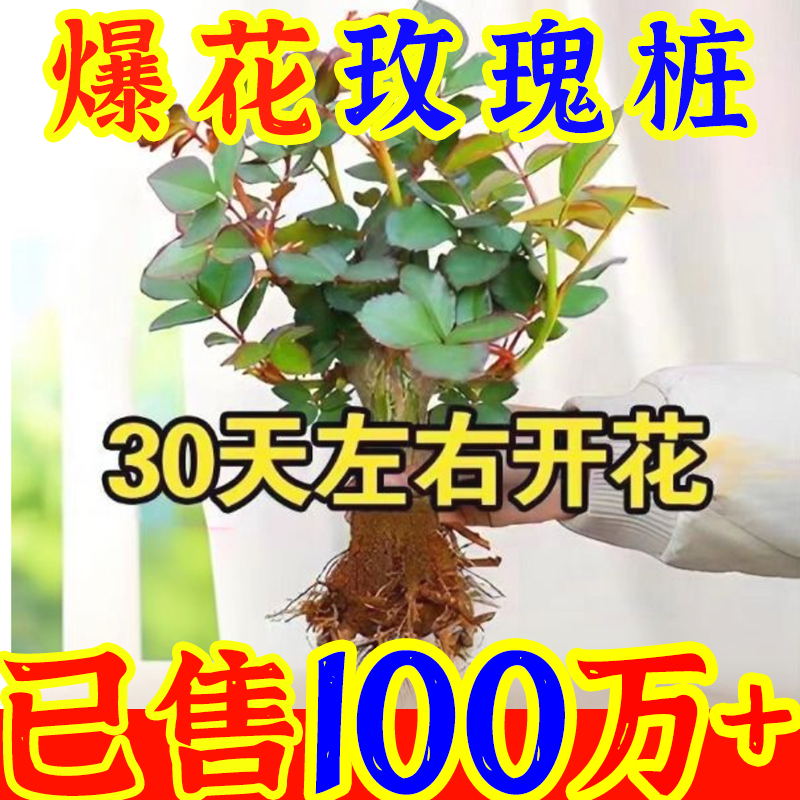 [selling one million] rose seedlings rose old pile rose seedlings four seasons flowering fragrant potted ornamental flowers