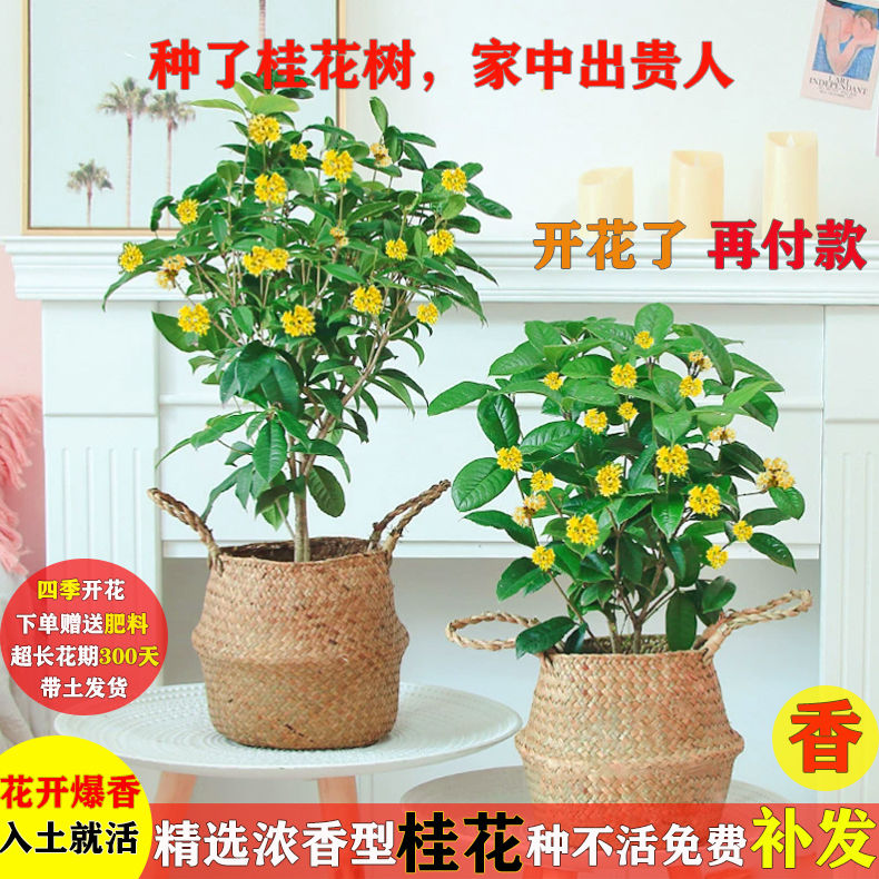 four seasons osmanthus fragrant potted plant easy to raise seedlings jin gui cold-resistant indoor courtyard ground planting balcony green plant flowers outdoor