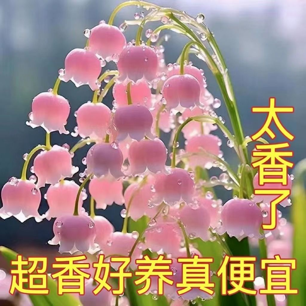 [death guaranteed compensation] linglan with buds seedling fragrant everblooming continuous wind chimes perennial cold-resistant and easy to feed