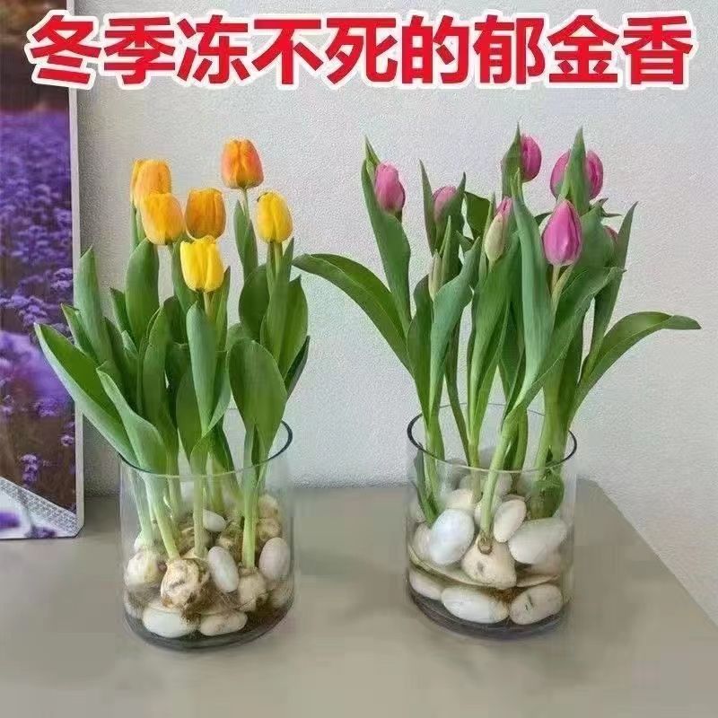 [cold-resistant] hydroponic curcuma aromatica four seasons fragrant flowering pot flower plant living room greenery flower collection good feeding