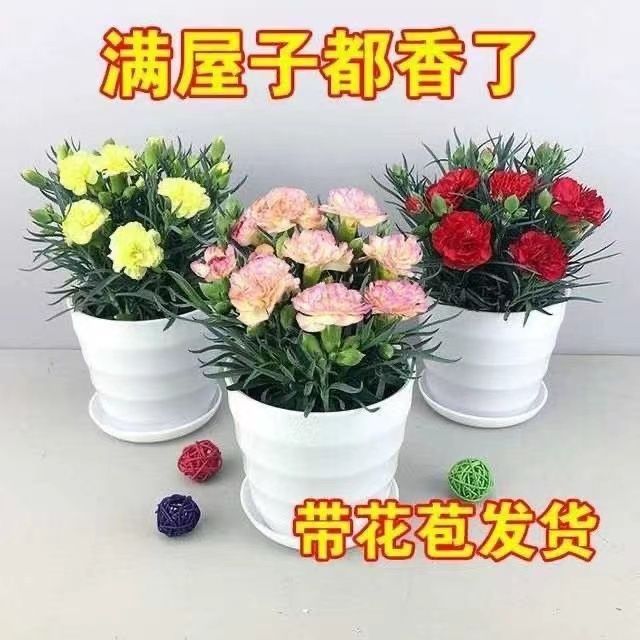 [with bud] boutique carnation potted plant pink green plant flower mother‘s day gift carnation flower seedling