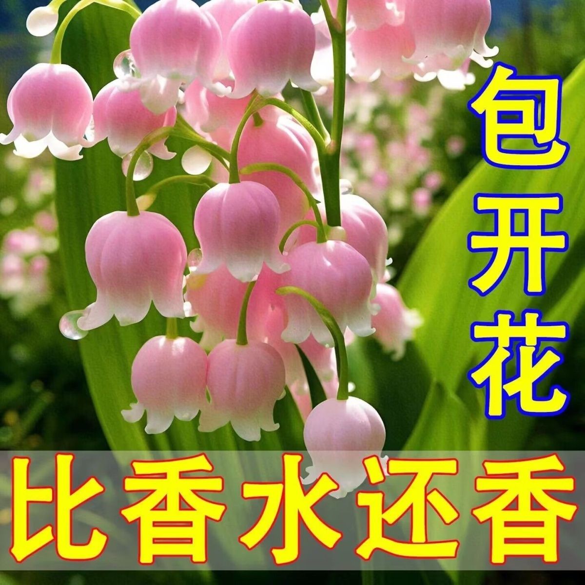 [first order straight down] perfume lily seedlings fragrant flowers with buds green plants perennial cold-resistant plants four seasons