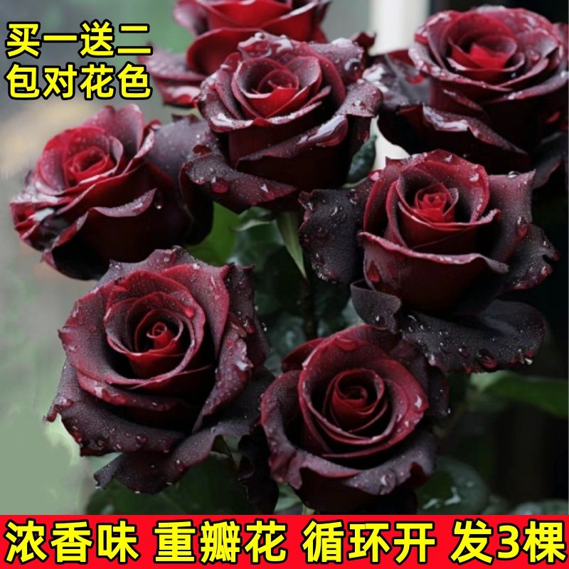 black buck rose seedlings four seasons flowering fragrant rose old pile seedlings flower pot balcony courtyard cold-resistant