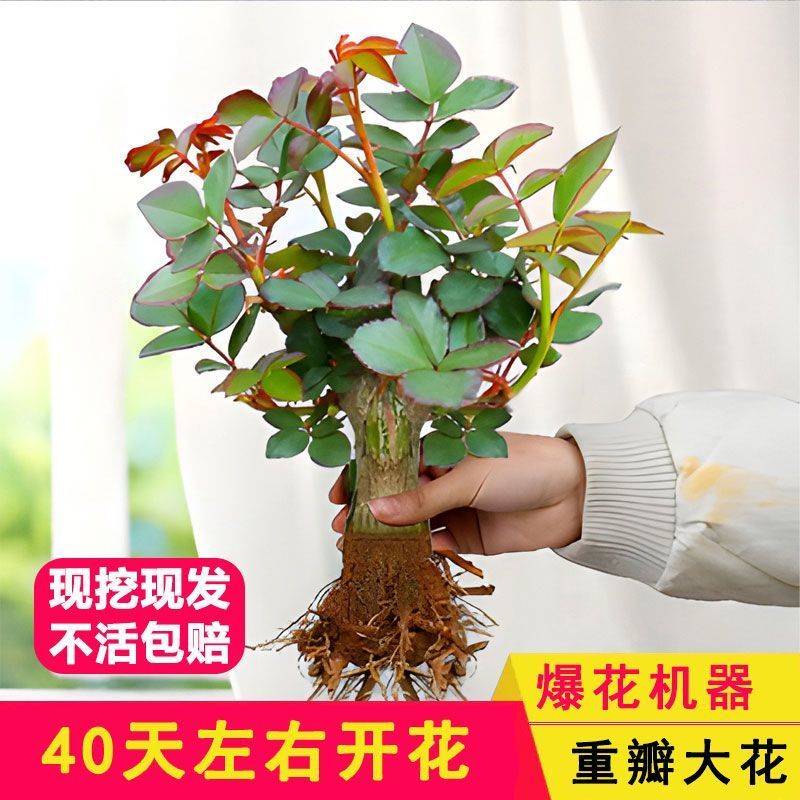 authentic rose seedlings， old pile， extra large flower pot， fragrant rose flower， four seasons， complete collection of courtyard cold-resistant indoor