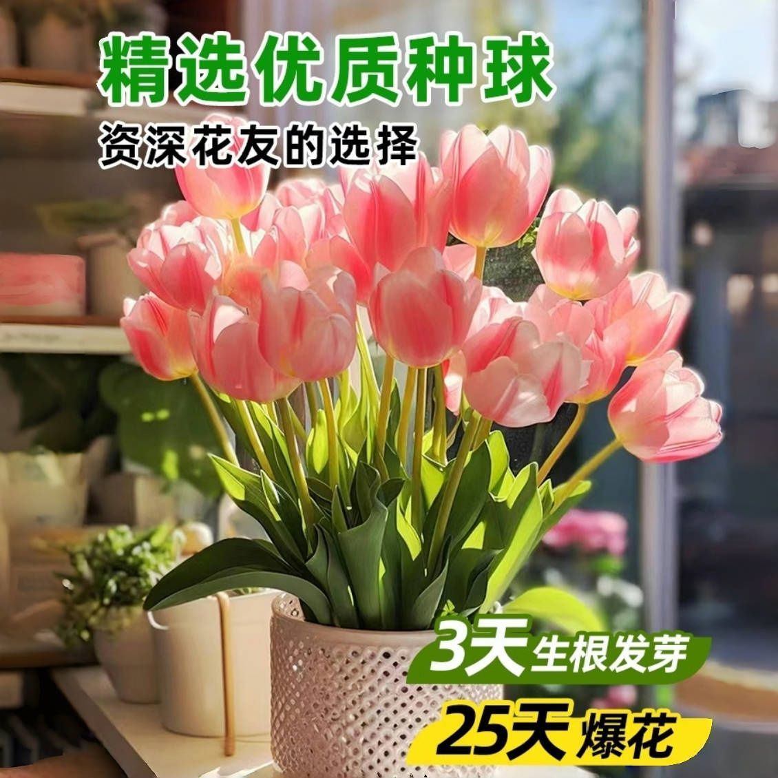 [new planting ball] tulip planting ball double-petal indoor and outdoor plant tulip big ball water and soil cultivation flower seedling flower