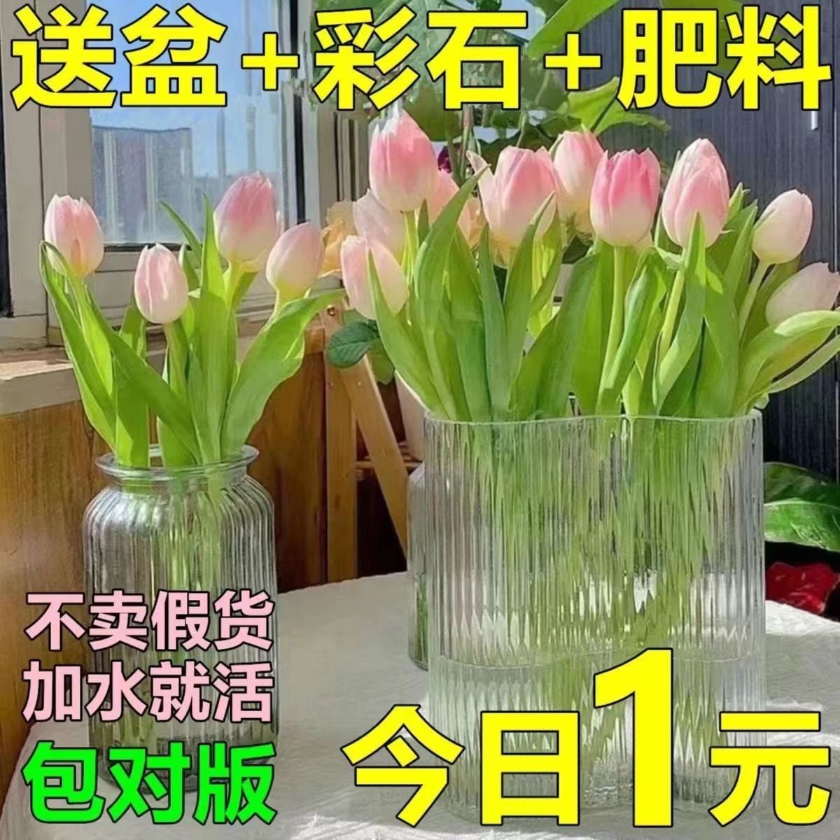 [bloom in four seasons] yuhua golden seedling perfume， soil culture， fragrant and cold-resistant indoor and outdoor dormitory balcony flowers