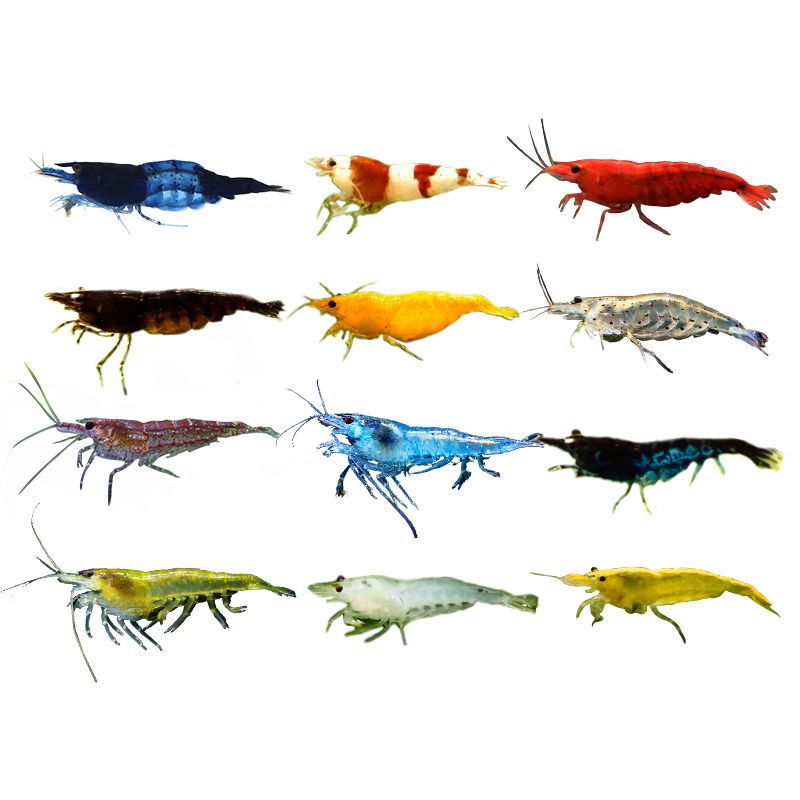 pet shrimp freshwater shrimp algae removal shrimp cleaning shrimp fish tank tool shrimp black shell cherry blossom crystal shrimp pet easy to keep