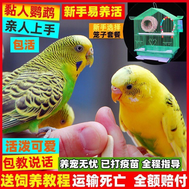 parrot live bird living things talking bird cloud spot parrot spectacular bird small and medium size hand-feed parrot breeding eggs pet birds