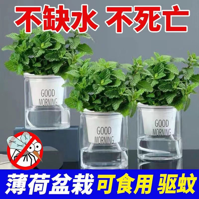 [mosquito repellent and insect repellent] lemon edible mint pot edible bedroom balcony table set up mosquito repellent green plant hydroponic