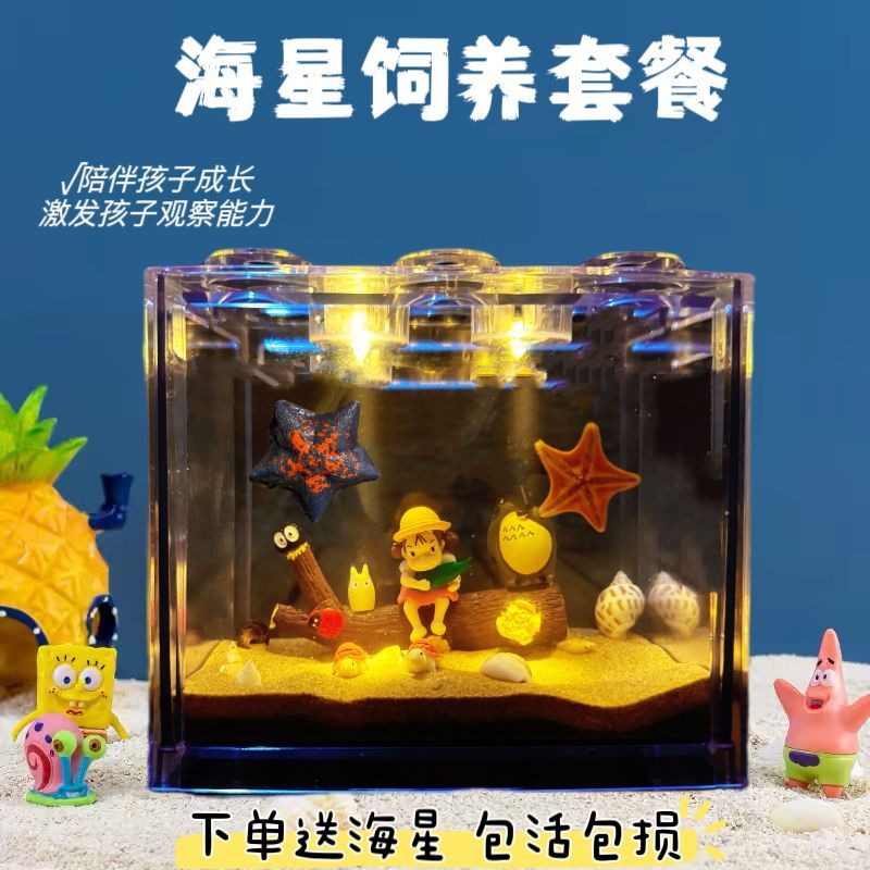 cyber celebrity style desktop starfish feeding seawater viewing aquarium lazy starfish pet starfish small fish tank children present