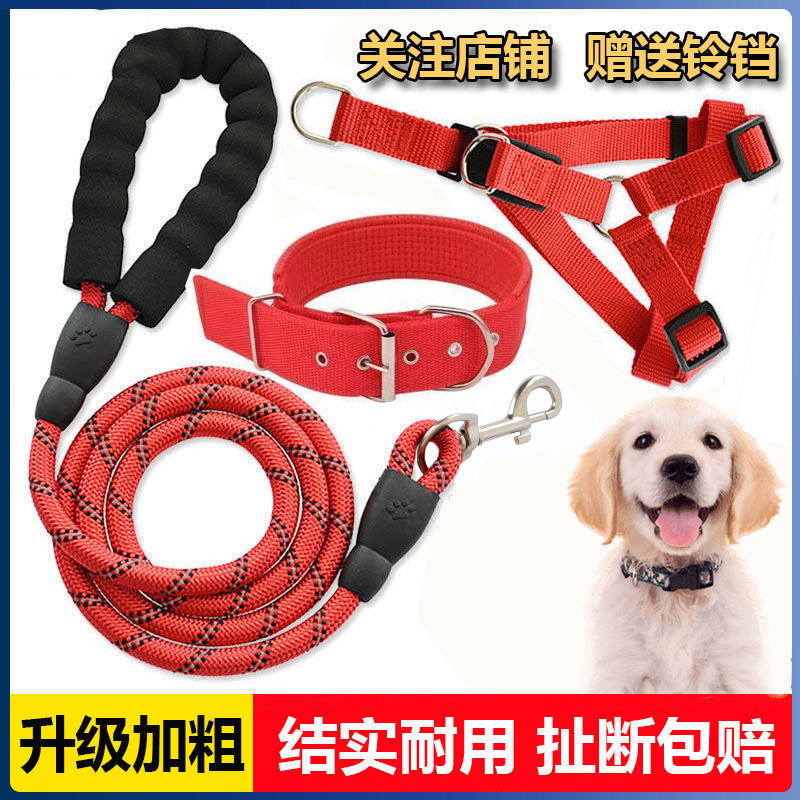 lengthened dog hand holding rope dog leash dog collar walking dog teddy/golden retriever pet large small dogs dog chain