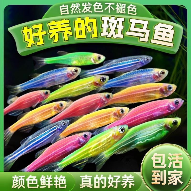 [leather easy to keep] colorful boutique zebrafish fishing ground direct sales tropical ornamental fish durable novice lazy fish