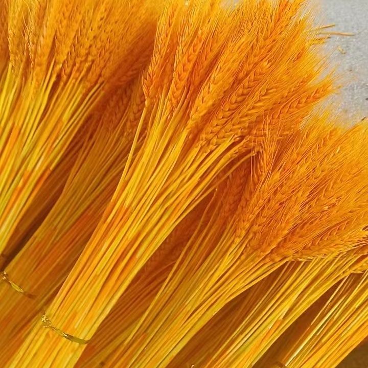 full box of fine gold natural wholesale barley wheat ears dried flower pastoral bouquet flower basket factory opened prop decoration