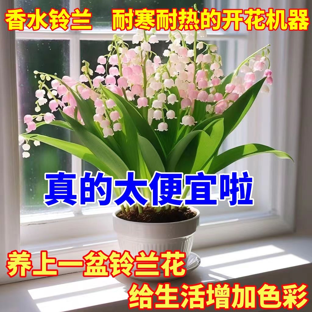 linglan with buds seedling fragrant multi-year flower plant everblooming cold-resistant potted indoor easy to keep green plant