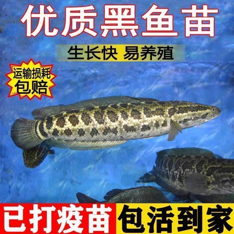 0.25kg large black fish fry raw fish wealth fish fry domestic fierce fish freshwater fish pond breeding black fish black fish mullet fish fry