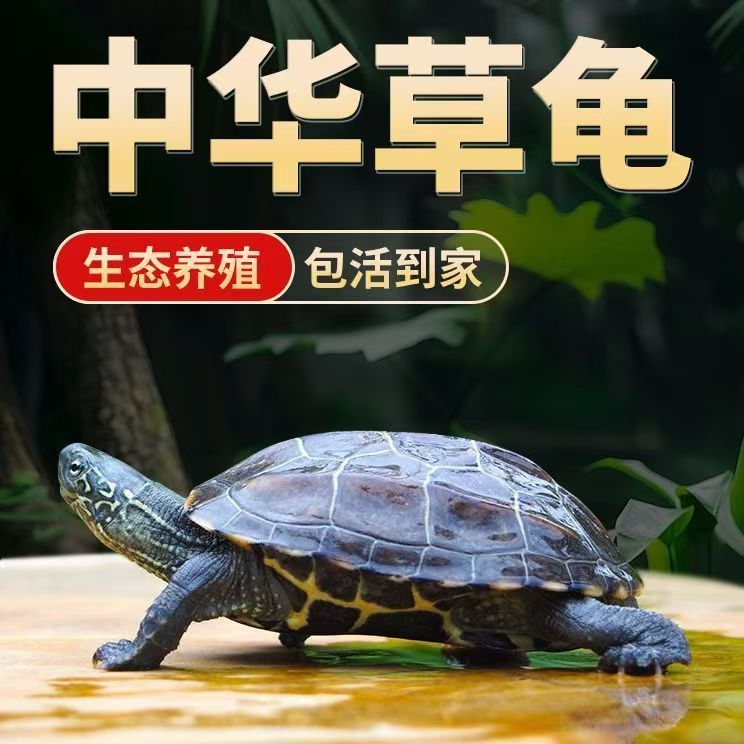 china grass tortoise living animal package wantang boutique grass tortoise longevity turtle pet turtles ink turtle chinemys reevesii? pet turtle