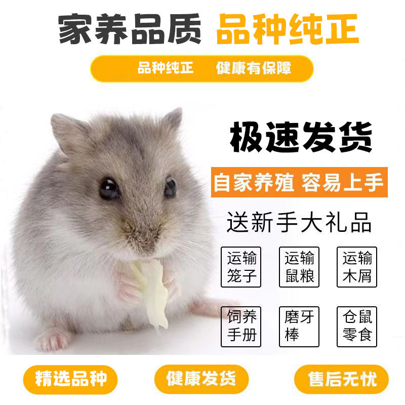 domestic little hamster baby djungarian hamster living pudding silver fox long hair tiger pattern bear student pet couple live