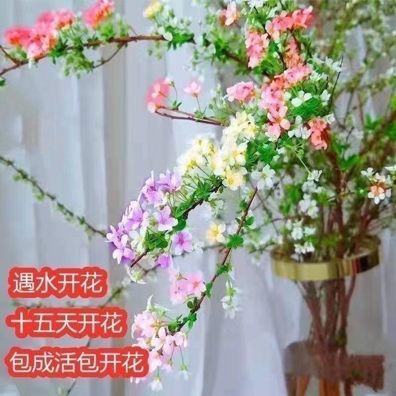 [new year‘s eve fontanesia] hydroponic dried branches fontanesia snowflake spraying jasmine flower fontanesia blooming in water dried wood pengchun indoor