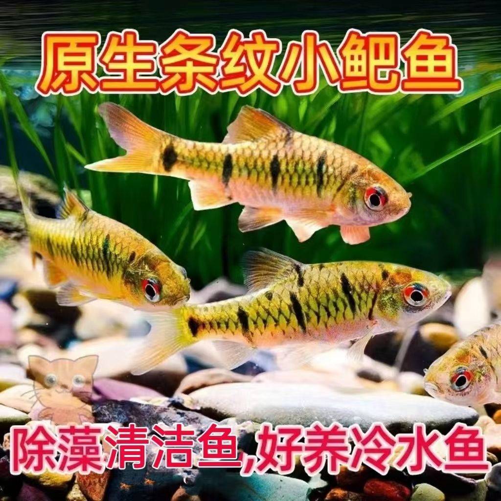 small mandarin fish chinese douyu companion striped small mandarin cold water native fish cold-resistant fresh water small fish fry group raising ornamental fish