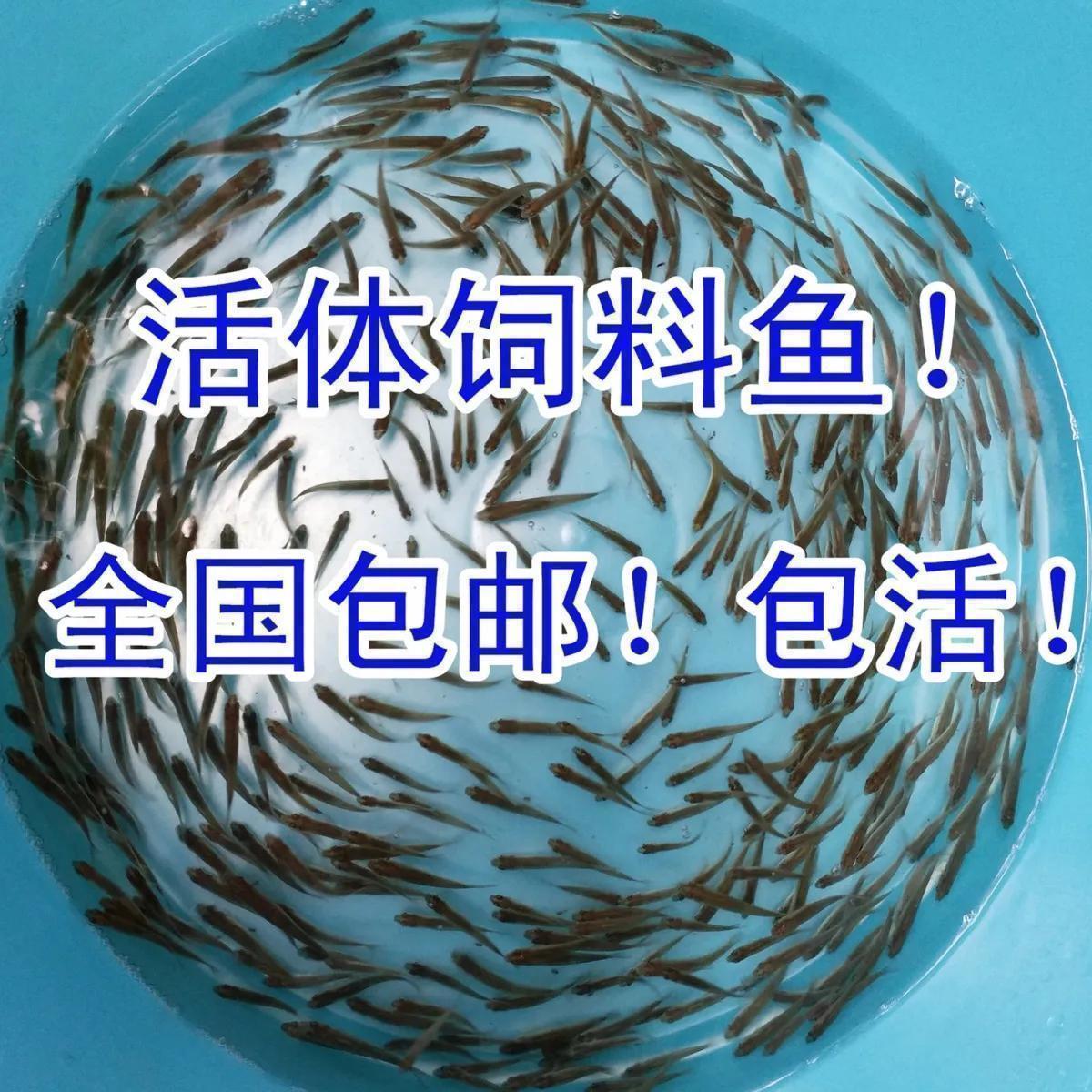 live feed bait fish pseudorasbora parva small fish fry feed arowana arhat snapping turtle hexagonal open feed fish freshwater fish miscellaneous fish