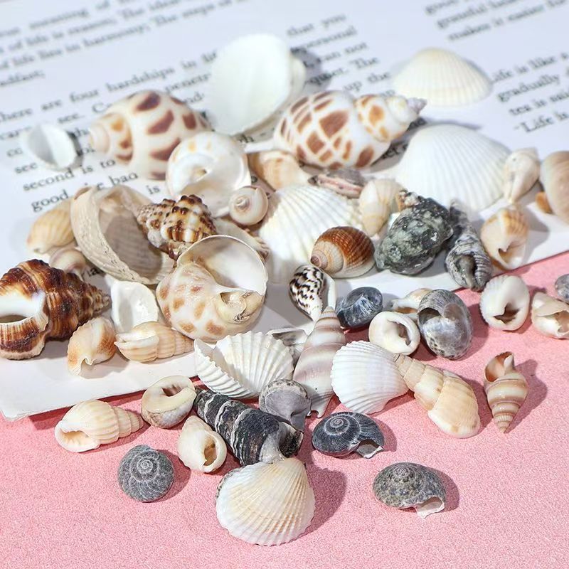 mixed conch small shell diy tide play card brick epoxy accessories cream glue phone case table decoration filler decoration