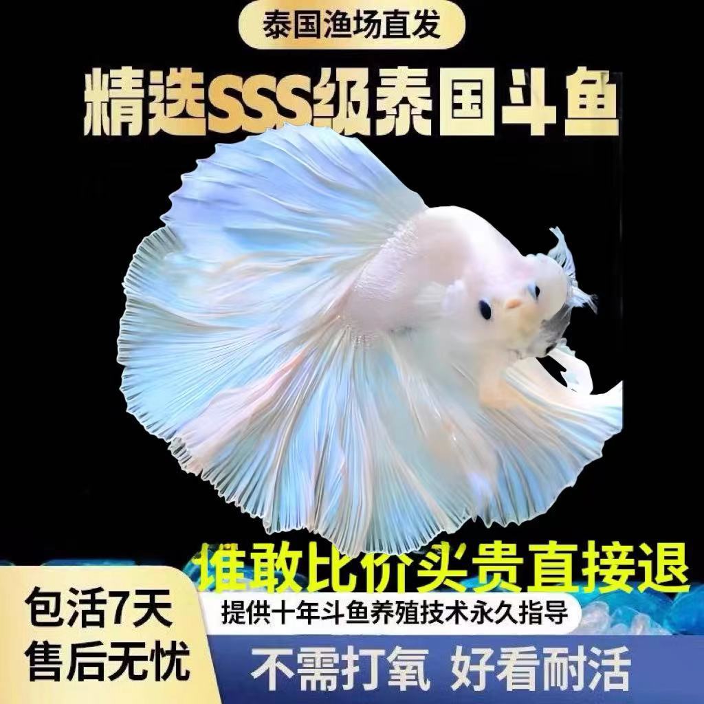 thailand competition-level douyu oversized fairy wedding dress half-month pure white pet tropical fish desktop easy to keep ornamental fish durable