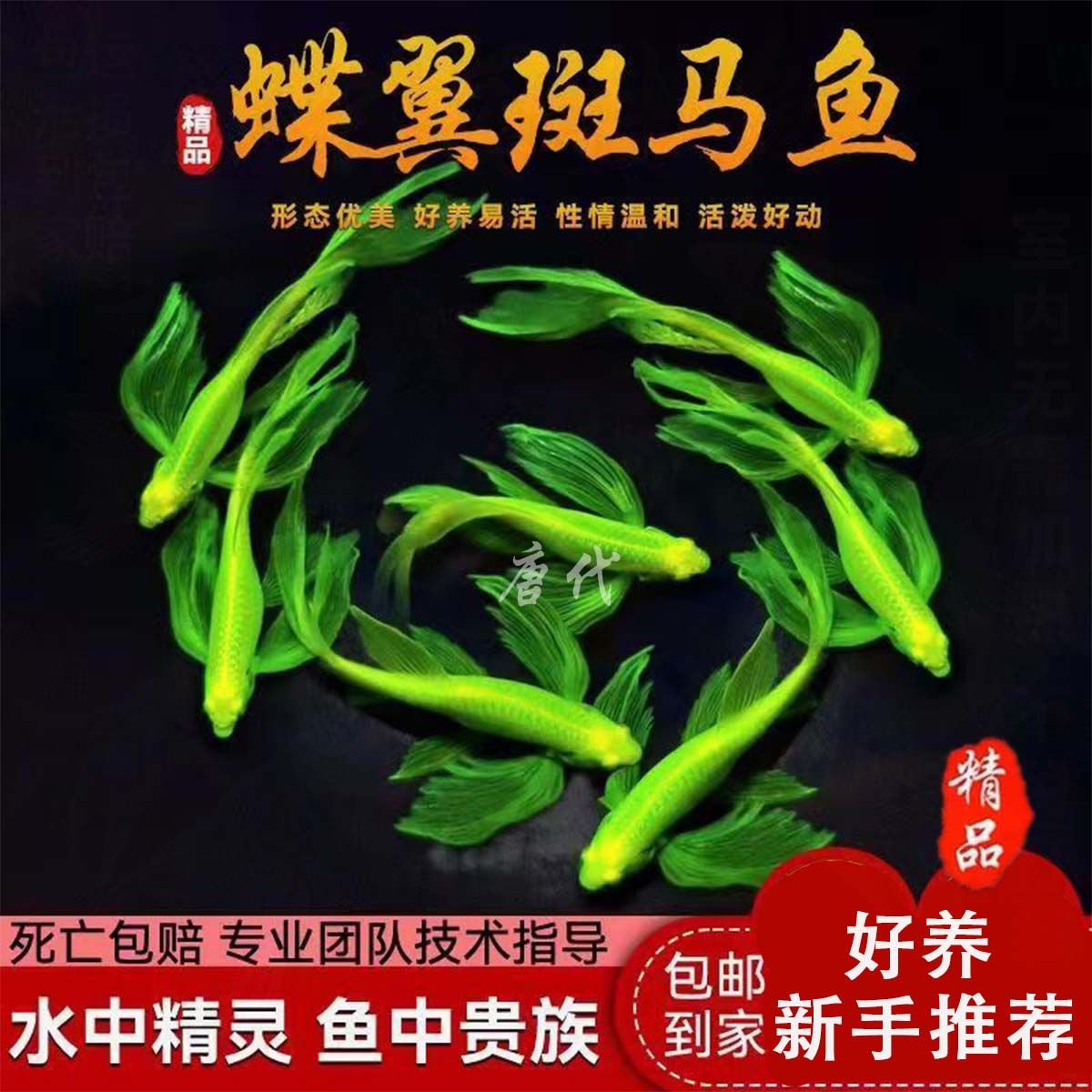 butterfly wing zebrafish long tail long fin large canvas bag emerald green small ornamental fish dragon and phoenix easy to keep cold water freshwater fish filter material