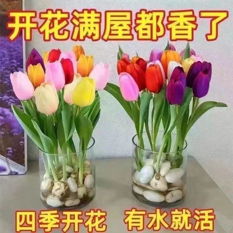 [cold-resistant] tulip hydroponic hydroponic everblooming living room balcony potted plant soil culture good feeding seed pellet