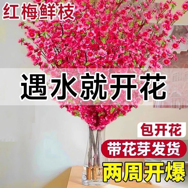 [blooming in water] new year decoration plum blossom fresh branch winter indoor living room hydroponic red plum dried branches new year‘s eve flowers