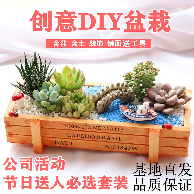 succulent plant combined green plants pot included soil 2022 new year chinese new year decorations lunar new year flower new green plant flowers