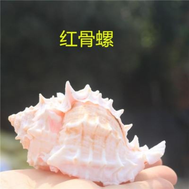 natural shell big pink rock shell listening style conch succulent flower pot fish tank landscape scallop and fish hermit crab replacement shell