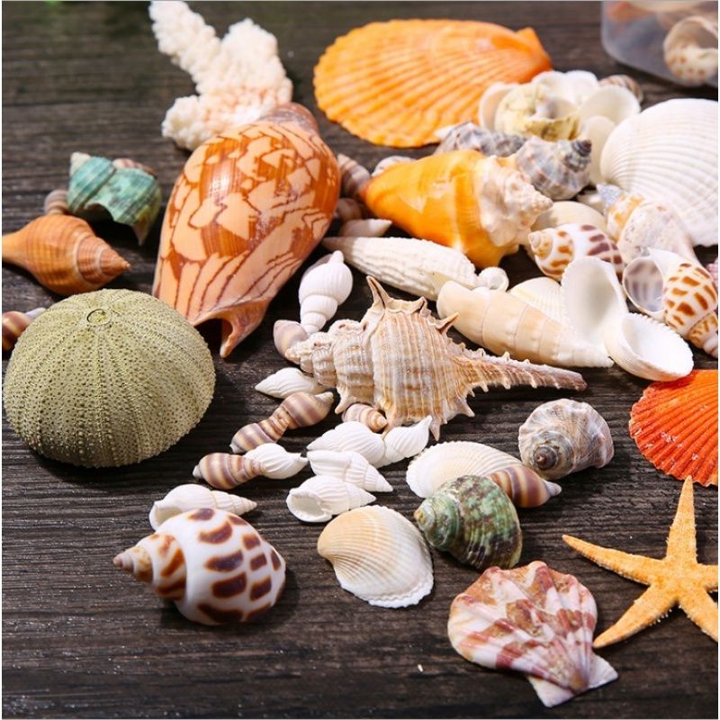 natural conch and shell starfish fish tank coral crafts mediterranean decoration props fish tank landscaping shell ornaments