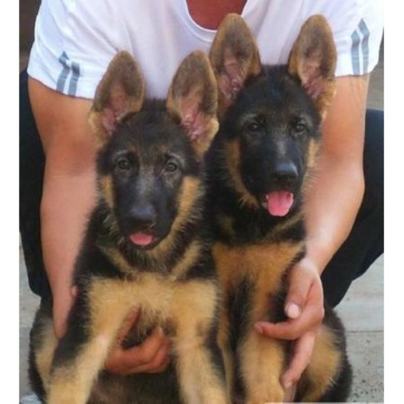 出售活体德国牧羊犬幼犬马犬黑背弓背警犬狼狗东德牧活
