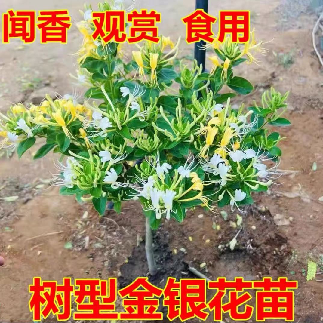 四季五彩金银花原盆原土发货盆栽地栽香味浓郁泡茶食用南北方种植 图片 4