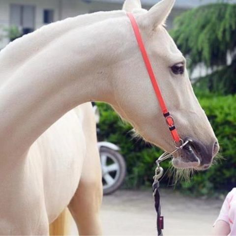 公马衔铁 不锈钢马口衔马匹装备马术圆形圆圈马嚼子马鞍水勒配件