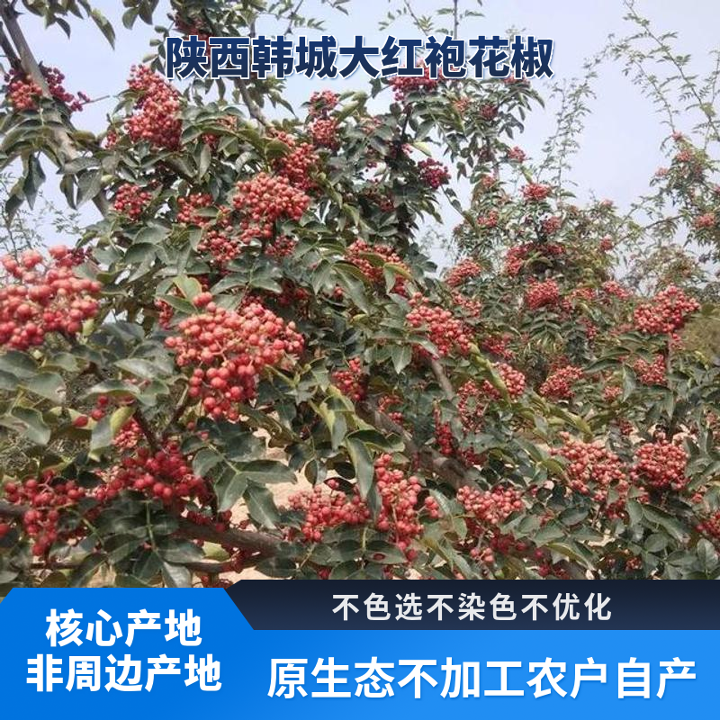 陕西韩城大红袍花椒|山地原生态|椒香味浓|不色选不染色不优化