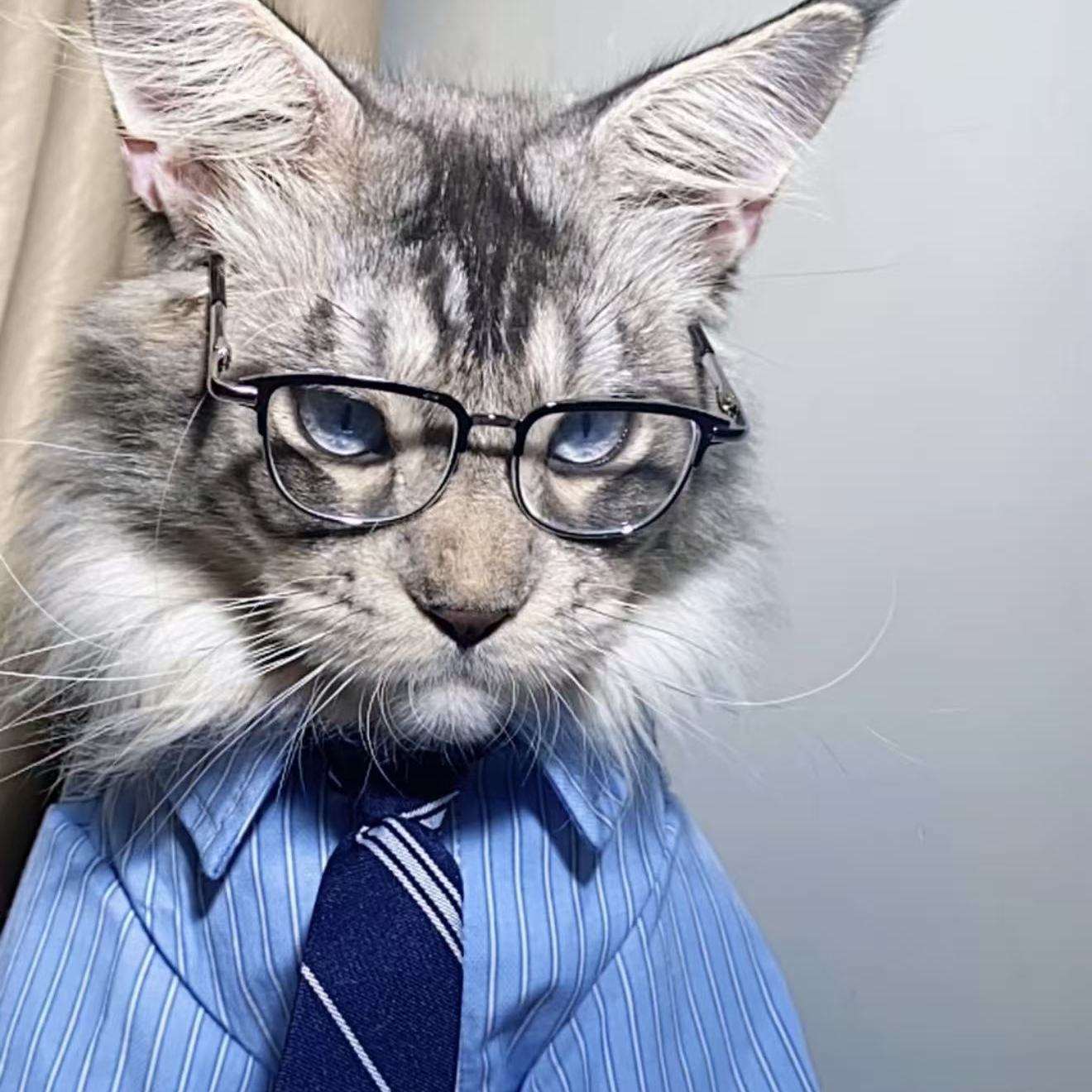 缅因猫同款霸气帅气半框眉毛金属宠物狗狗猫咪可爱配饰眼镜
