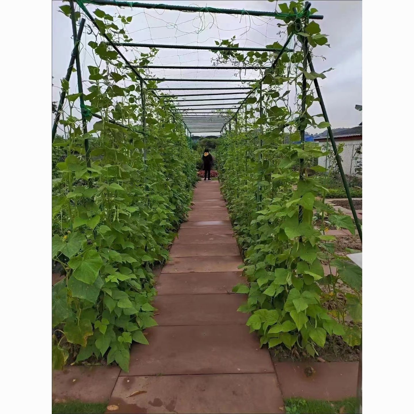 包塑钢管家用支架庭院豆角黄瓜架爬藤架植物支撑杆户外葡萄架花架 图片 6
