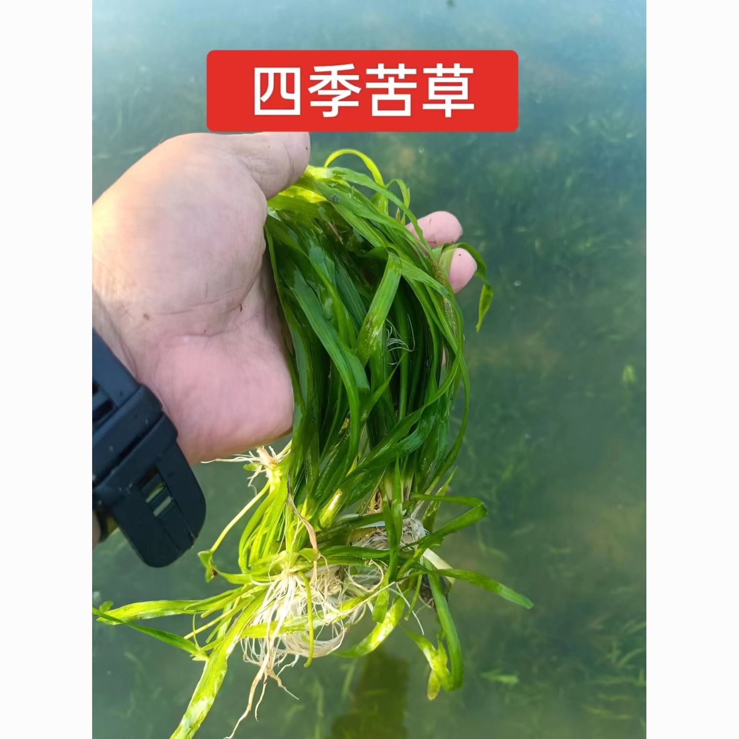 耐寒耐高温矮生苦草四季常青净化鱼缸水质首选