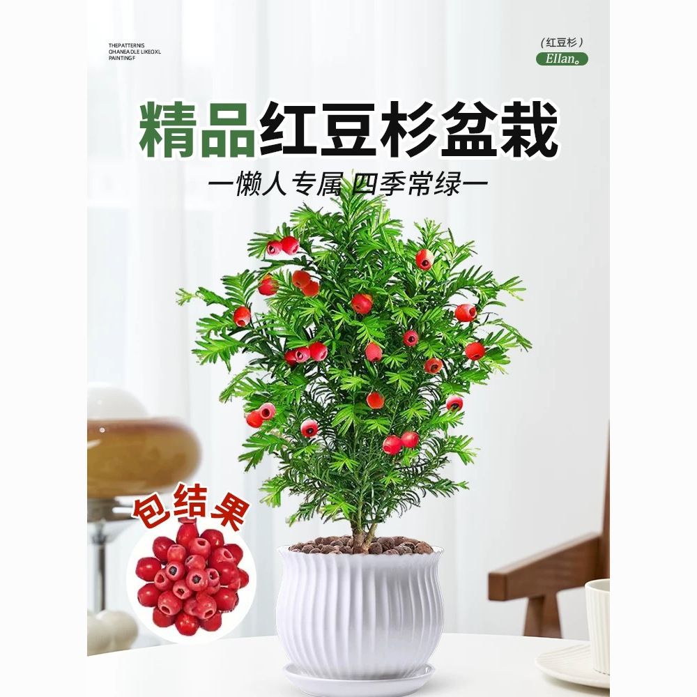 正宗红豆杉老桩树苗室内外耐寒客厅植物庭院懒人树苗绿植四季常青