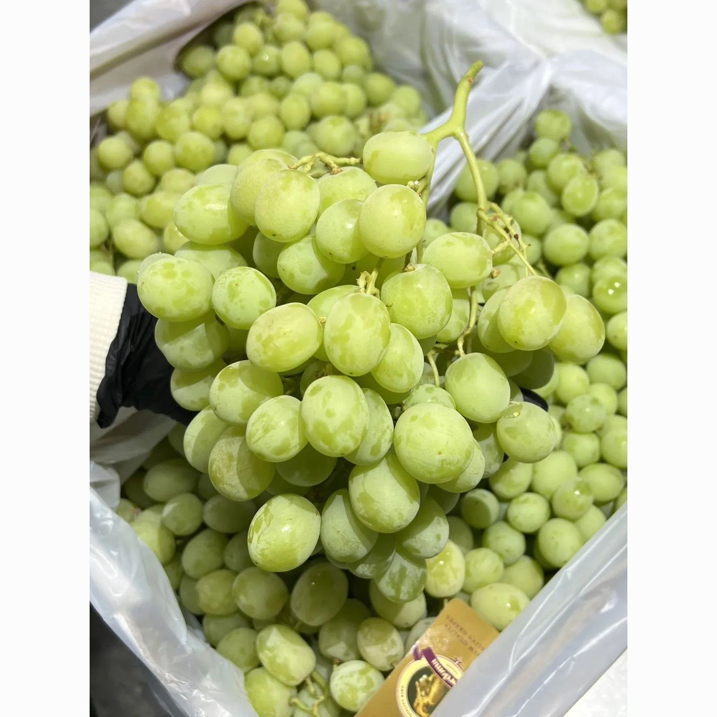 澳洲品种甜地球青提无核新鲜脆甜脆甜爆汁可口水果葡萄鲜果无籽