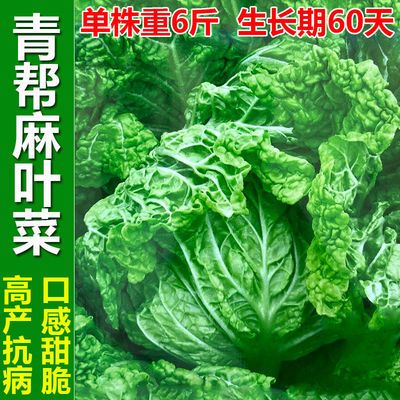 青帮麻叶大白菜种子青杆多叶火锅白菜无筋高产春夏秋播蔬菜种籽孑